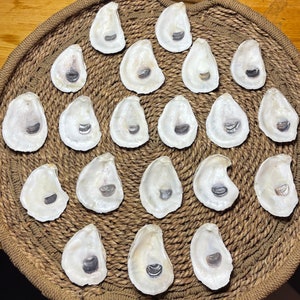25 Large ( around 4 inches) Oyster Shells with holes| Crafting Ready | Nautical Decor