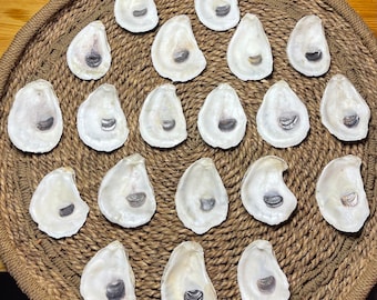 Set of 20 X-Large (around 4/5 inches) Oyster Shells | Crafting Ready | Nautical Decor