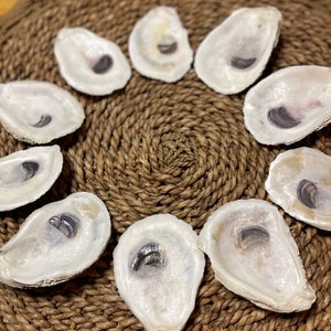 Set of 10 Medium (around 3.5 - 4 inches) Oyster Shells | Crafting Ready | Nautical Decor