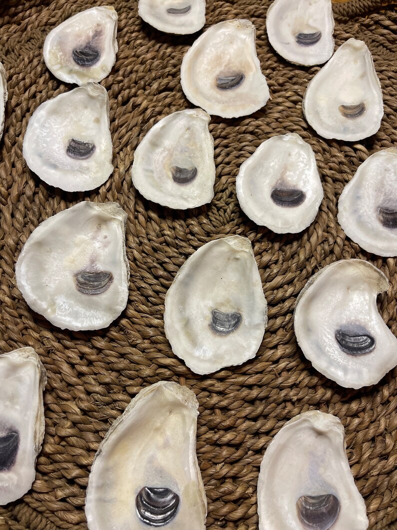 25 Large ( Around 4 Inches) Oyster Shells With Holes| Crafting Ready ...