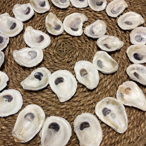 30 Small (around 2.5 / 3 inches) Oyster Shells | Crafting Ready | Nautical Decor