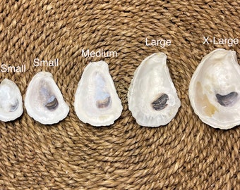 Oyster Shells in Bulk | Choose Size | Choose Quantity | Crafting Ready | Nautical Decor