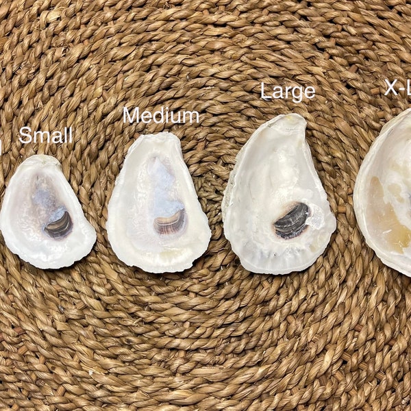 Oyster Shells in Bulk | Choose Size | Choose Quantity | Crafting Ready | Nautical Decor