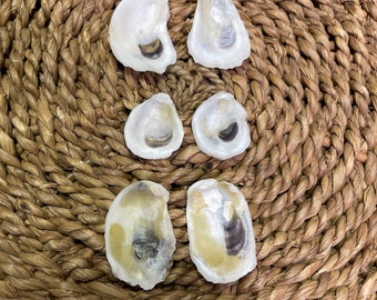 Three Pairs of Similar Baby (around 1 inch or less) Oyster Shells | Crafting Ready | Earing Supplies | Jewelry Making