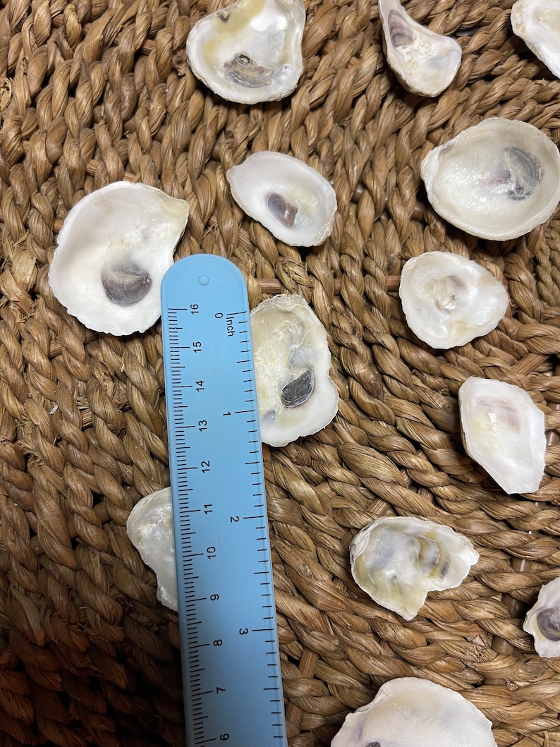 Shell Ruler 30 Baby Oyster Shells (.5 - 1.5)| Crafting Ready | Nautical Decor - Etsy