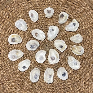 May include: A collection of white oyster shells arranged in a spiral pattern on a woven brown surface.