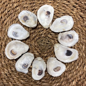 Set of 10 Small (around 2 or 3 inches) Oyster Shells | Crafting Ready | Nautical Decor