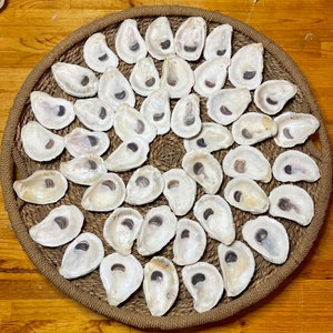 50 Medium (around 3.5 or 4 inches) Oyster Shells with holes | Crafting Ready | Nautical Decor