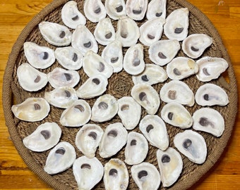 Set of 50 Medium (around 3.5 or 4 inches) Oyster Shells | Crafting Ready | Nautical Decor