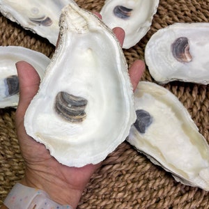 10 Jumbo Size XL (5+ inches) Oyster Shells | Crafting Ready | Large Oyster Shells