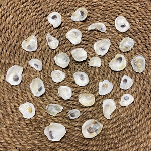 Set of 30 Baby Oyster Shells (.5 - 1.5) with pre drilled hole | Crafting Ready | Nautical Decor