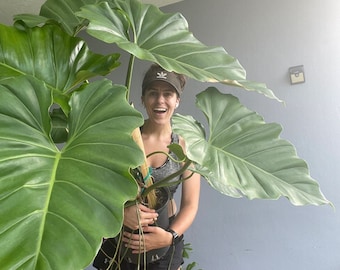 Philodendron Gigantum - Stunning Cuttings - Impressive Leaf Size and Growth