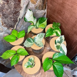 Pothos Cuttings - Golden, Jade, Marble, Neon, Jessenia, Pearls and Jade, N'Joy