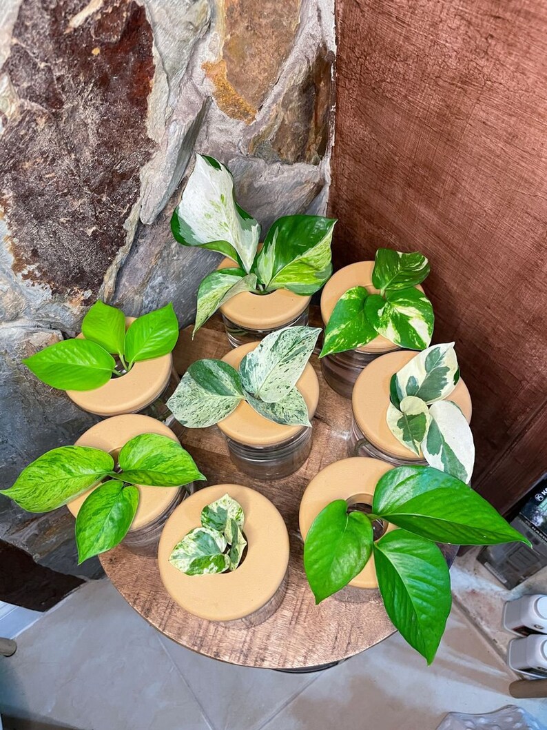 Pothos Cuttings Golden Jade Marble Neon Jessenia Pearls Etsy