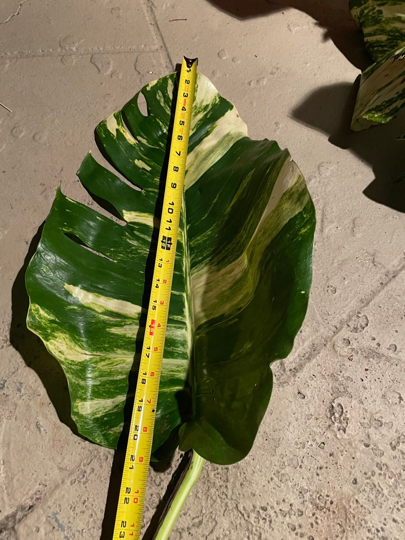 Giant Variegated Hawaiian Golden Pothos cutting with node W/ Etsy