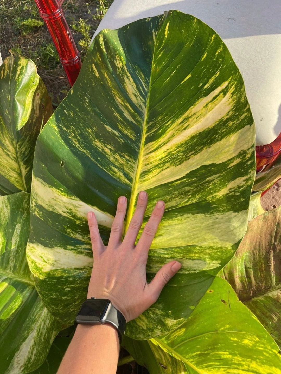 Giant/mature Variegated Golden Hawaiian Pothos Cutting With photo