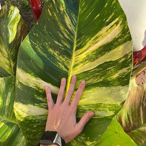 May include: Large, variegated green and yellow pothos leaf. The leaf's size is emphasized by a hand placed on its surface, showcasing the plant's scale. The leaf's pattern is a mix of dark green, light green, and creamy yellow.