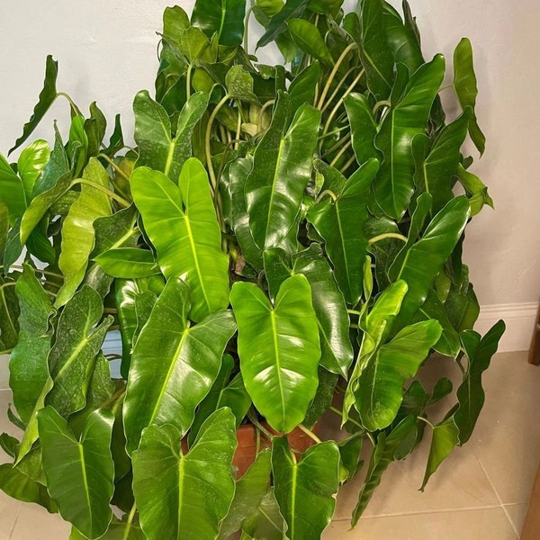 Burl Marx Philodendron - cutting - rooted - quick growing tropical plant