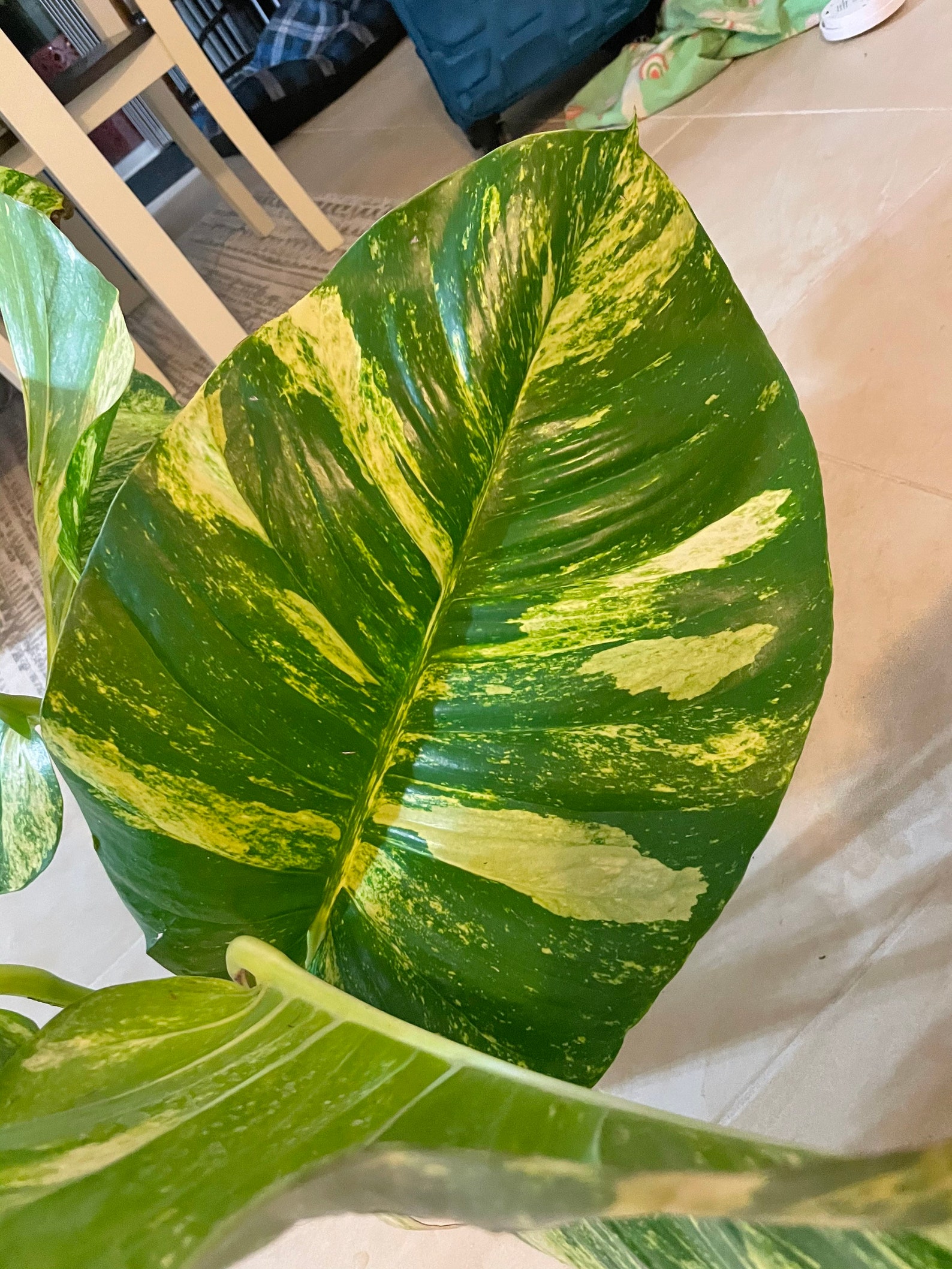 Golden Pothos Vs Hawaiian Pothos