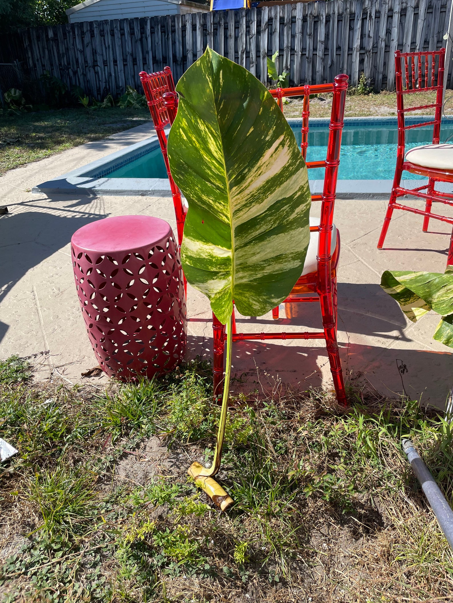 Giant/Mature Variegated Golden Hawaiian Pothos cutting with Etsy