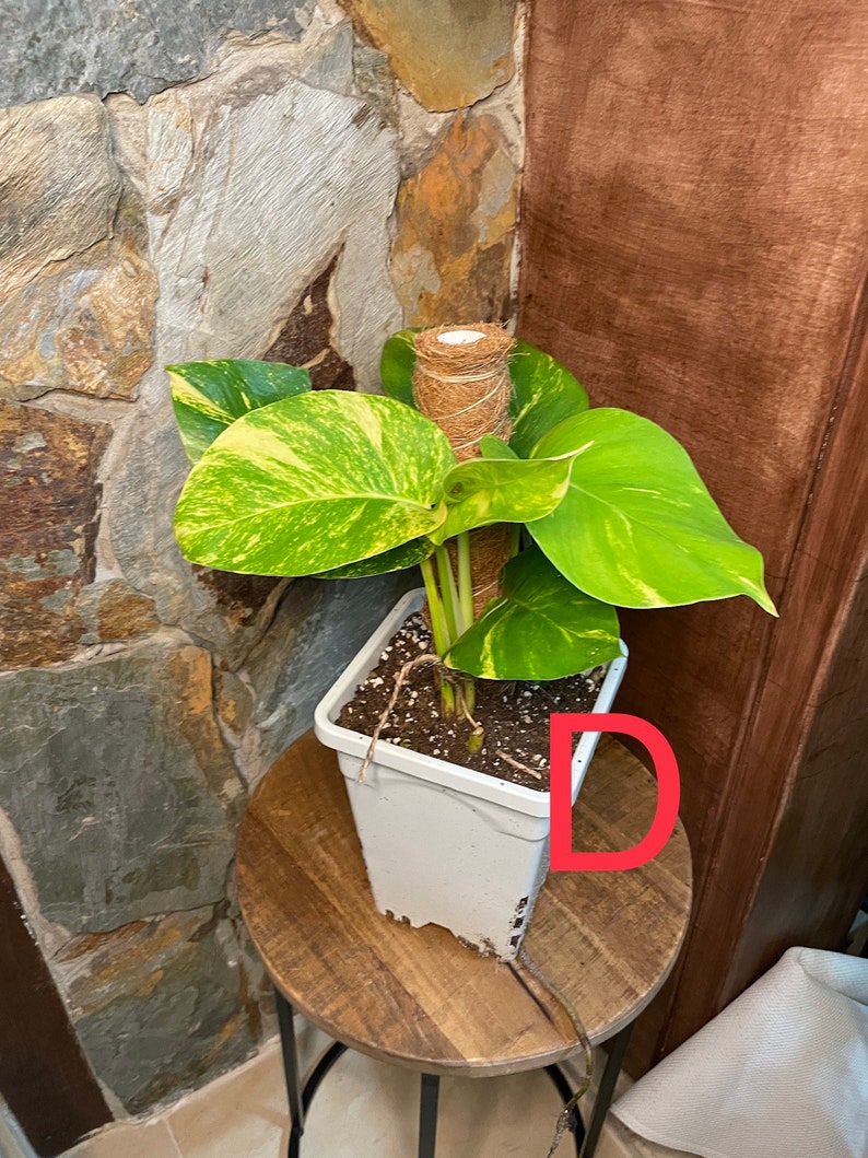 Mature Giant Rooted Golden Pothos. Comes in nursery pot Etsy
