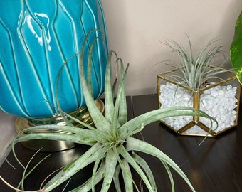 Large Airplant - Stunning Tillandsia for Unique Displays - Sizes Range from 5" to 12