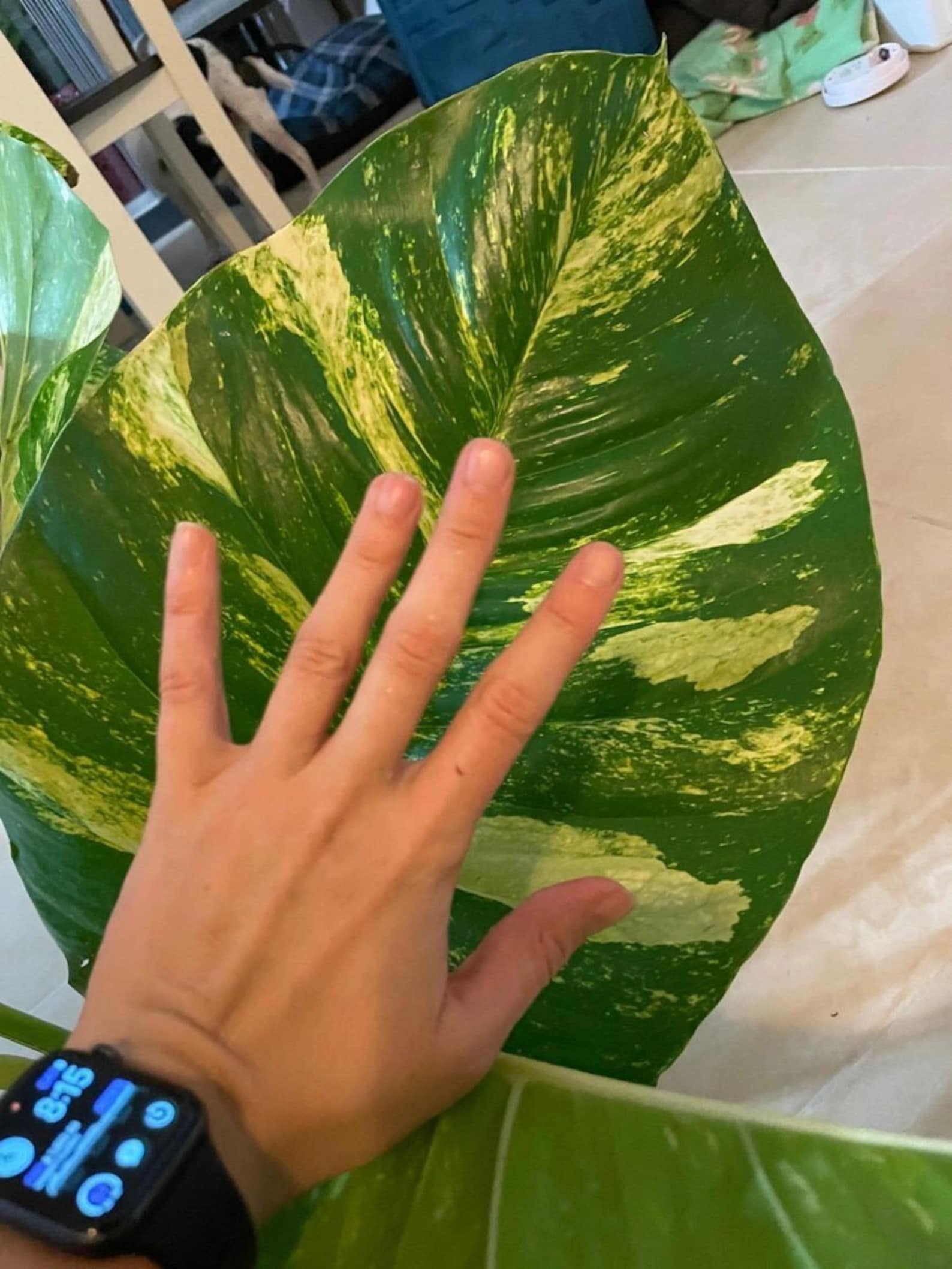 Giant/Mature Variegated Golden Hawaiian Pothos cutting with Etsy