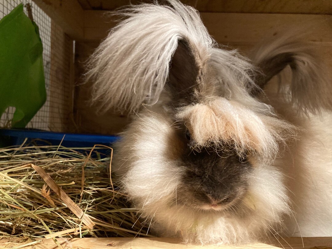 Tort English Angora Rabbit English Angora Wool -- 1 Oz, Toasted Almond / Tort - Etsy