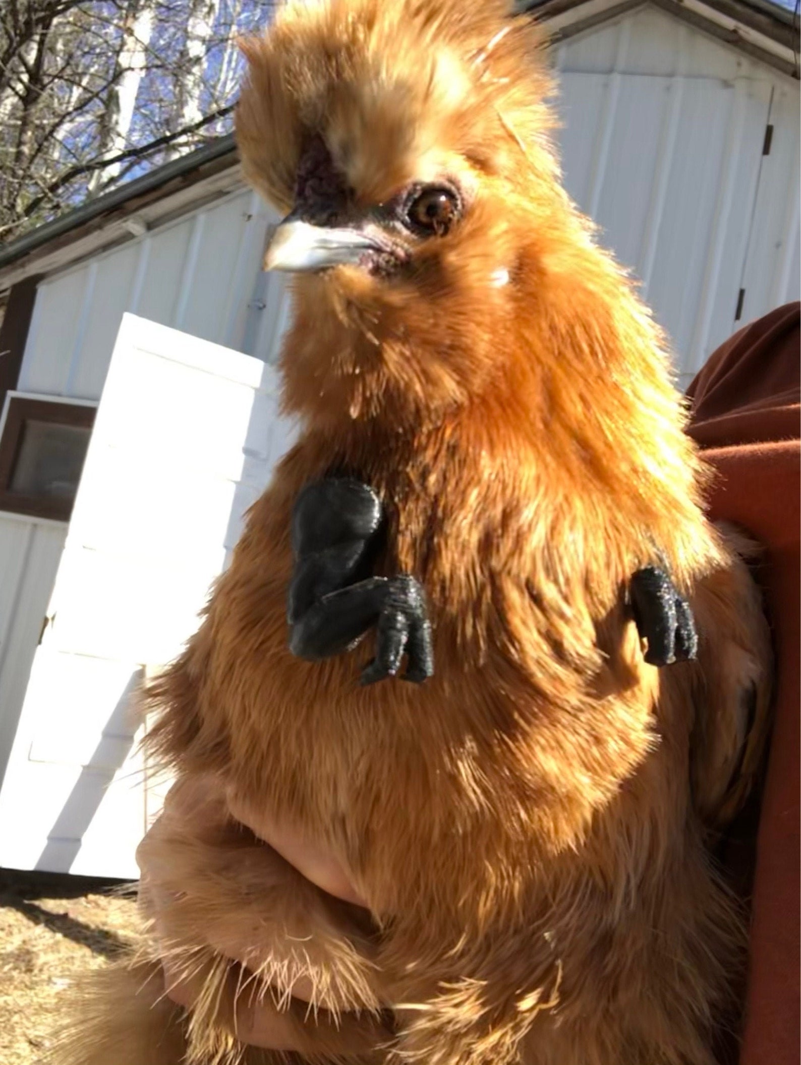 t rex and chicken