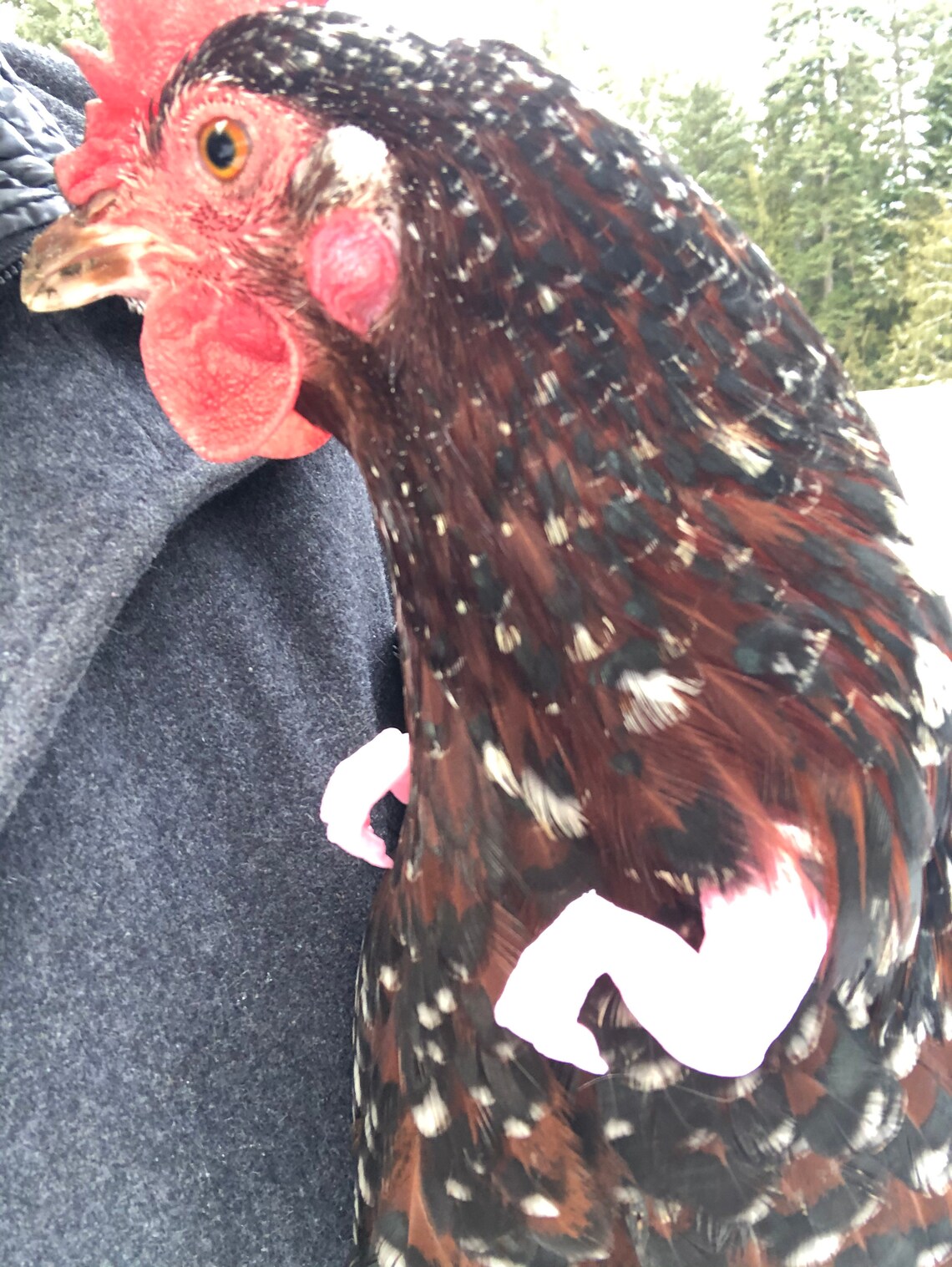 Chicken T-rex Arms Pink - Etsy