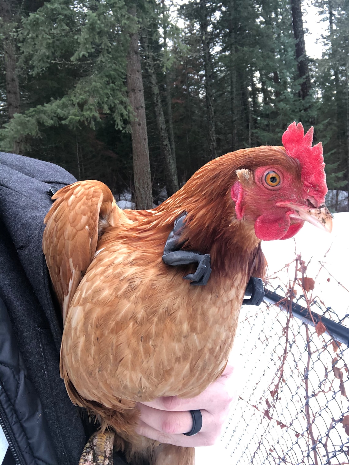 t rex and chicken