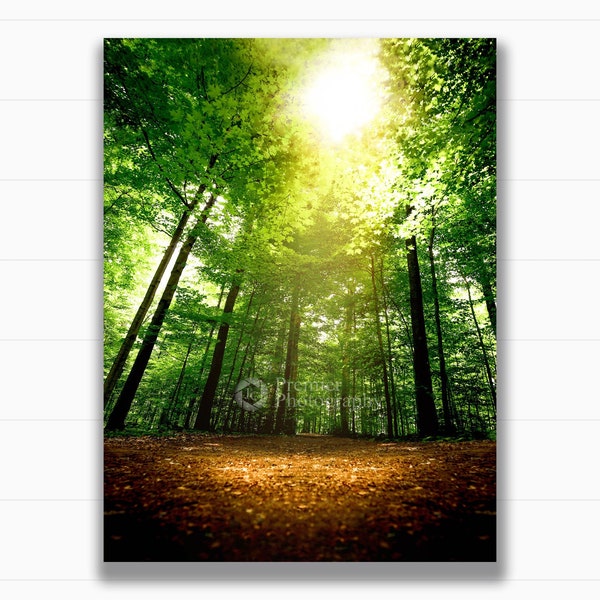 The Sacred Grove: The First Vision - Fine Art Photography Print