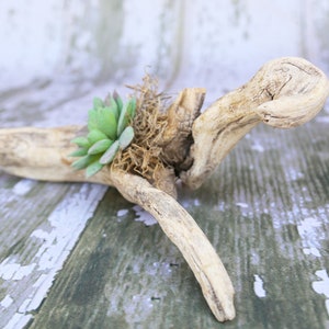 Faux Succulent Wall Art Hanging, Driftwood Décor, Meditation and Healing Décor, Beach Wall Décor, Boho Décor