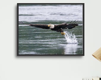 Bald Eagle Photography Print: Wildlife Nature Wall Art