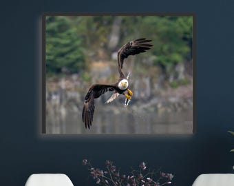Bald Eagle Fishing Print: Wildlife Nature Photography Wall Art