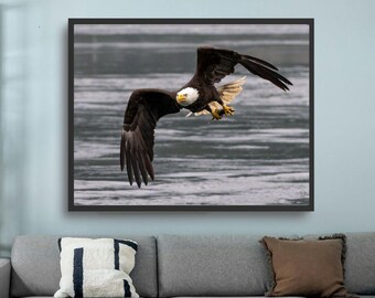 Bald Eagle Fishing Photo Print: Majestic Wildlife Photography, Nature Wall Art