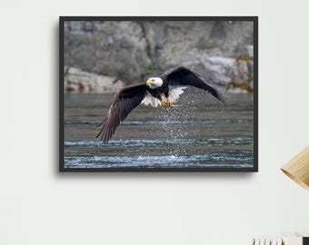 Bald Eagle Photography Print: Wildlife Nature Wall Art