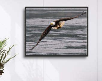 Bald Eagle Soaring - Wildlife Photography Luster Print