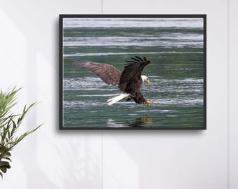 Bald Eagle Fishing Print: Wildlife Photography, Nature Wall Art
