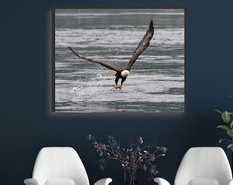Bald Eagle Photography Print: Wildlife Nature Wall Art