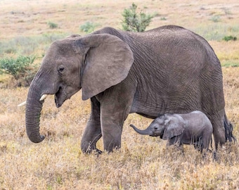 Elephant Family Print – African Wildlife Photography, Nursery Art