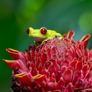 Red Eyed Tree Frog  – Jungle, Costa Rica, Rainforest, Frog Photo, Photography, Nature Wall Art