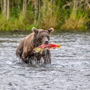 Salmon Run, Bear with Salmon, Grizzly Bear, Alaska, Brooks Falls, Wildlife Photography