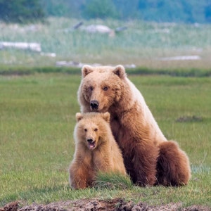 Alaska Brown Bear Photo Print: Mama and Cub Wildlife Art