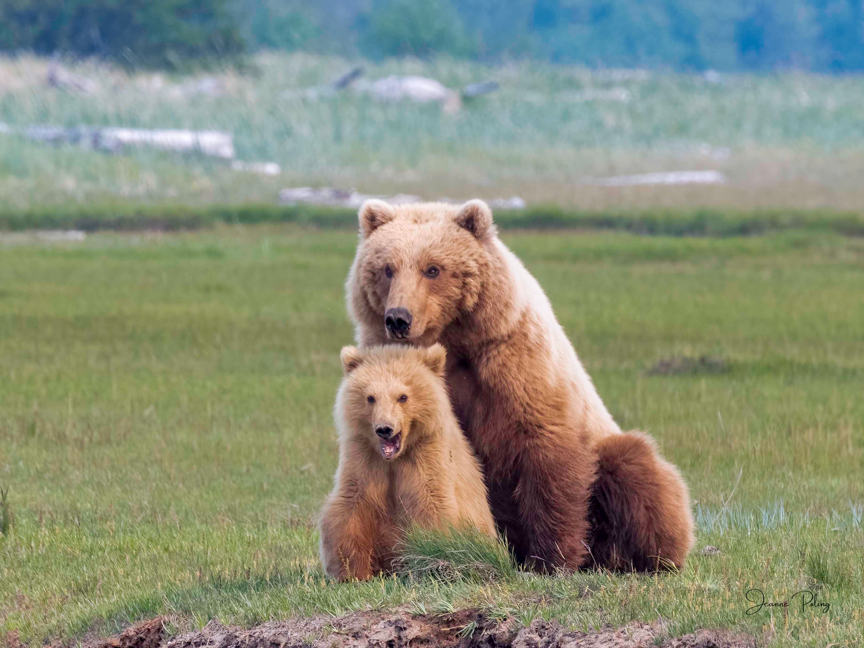 Alaska Brown Bear Photo Print: Mama and Cub Wildlife Art - Etsy