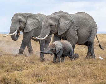 African Elephant Family Print – Wildlife Nursery Wall Art