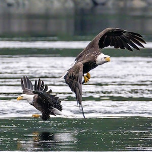 Wild Beauty: Two Bald Eagles Hunting Fish – Stunning Nature Photography Print, Wildlife Photography, Bird Photo Print, Nature Wall Art