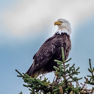 Aquila calva fiera, fotografia naturalistica, stampa fotografica di uccelli, arte murale naturalistica