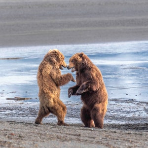 Alaskan Brown Bear Fight Photo Print: Hallo Bay Wildlife Art
