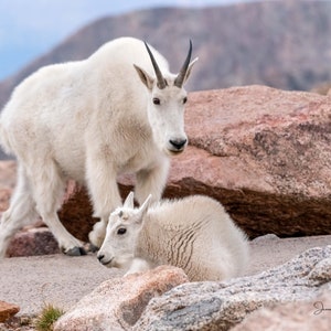 Rocky Mountain Goat and Kid Luster Print: Colorado Wildlife Photography